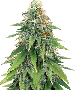 Herbies Godzilla Glue Feminized Seeds