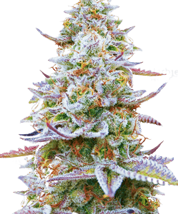 Herbies Gorilla Zkittlez Feminized Seeds