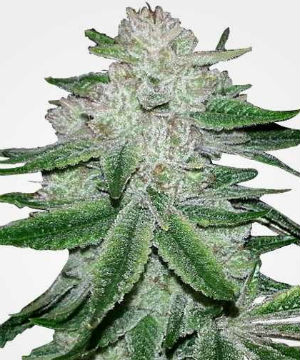 Gorilla Glue Feminized Seeds