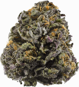 Granddaddy Purple Cannabis Seeds Bud