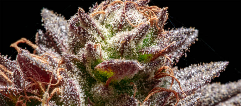 Grand Daddy Purple Cannabis Seeds Plant