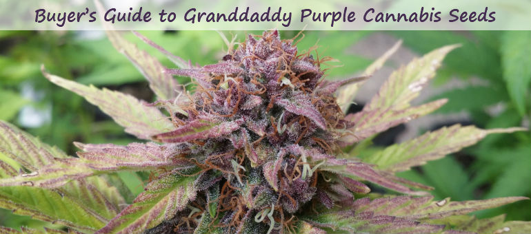 Grand Daddy Purple Cannabis Seeds