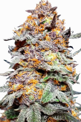 Granddaddy Purple Seeds Bud