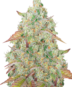 Herbies Grandmommy Purple Feminized Seeds