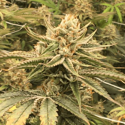 Growing Acapulco Gold