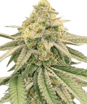 Gushers Feminized Seeds from MSNL