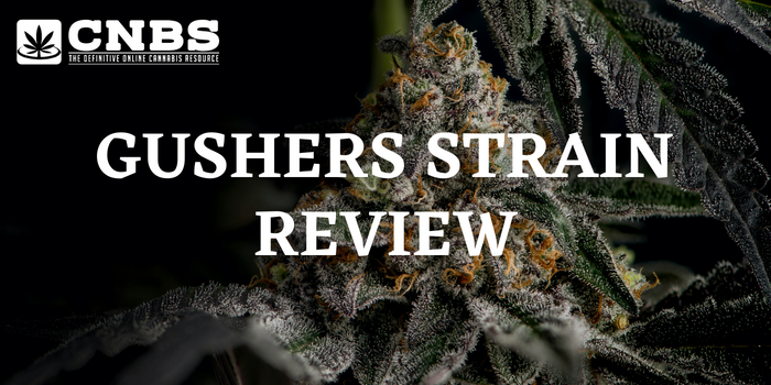 Gushers Strain Review