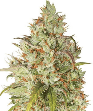 Herbies’ Jack Herer Feminized Seeds