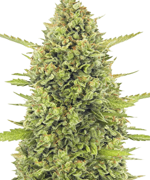 Herbies Acapulco Gold Seeds