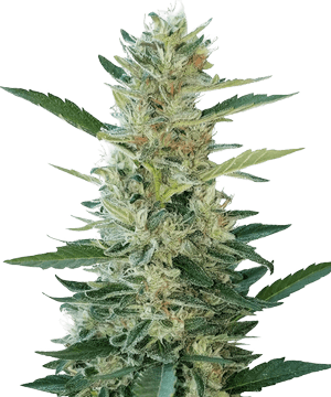 Herbies Durban Poison Feminized Seeds