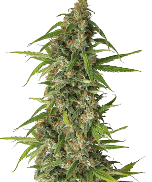 Herbies Seeds Runtz Feminized Seeds