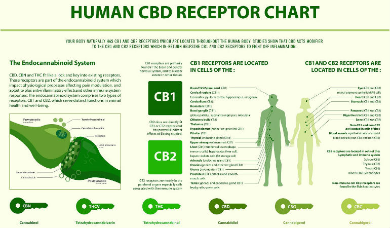 How Does CBD Work