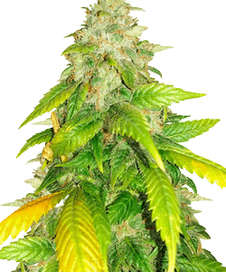 Herbies HulkBerry Feminized Seeds