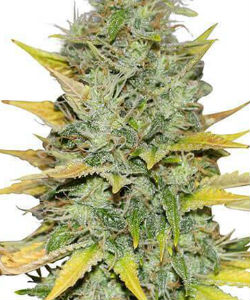 ILGM Bergman's Gold Leaf Autoflower Feminized