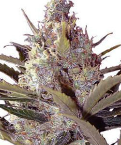 ILGM Black Widow Feminized