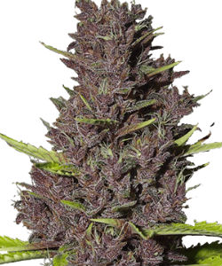 ILGM Blue Dream Feminized