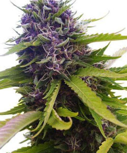 ILGM Blueberry Autoflower Feminized