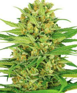 ILGM Bubble Gum Autoflower Feminized