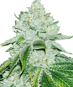 ILGM Gelato Feminized