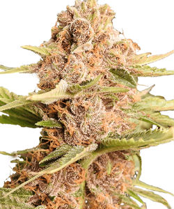 ILGM Girl Scout Cookies Autoflower Feminized