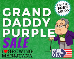 ILGM Grand Daddy Purple Promotion