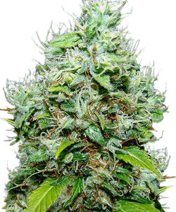 ILGM NYC Diesel Feminized