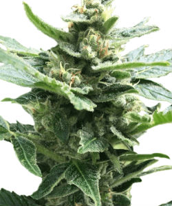 ILGM Northern Lights Autoflower Feminized