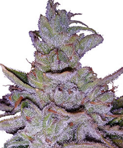 ILGM Purple Kush Feminized