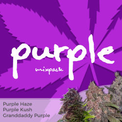 ILGM Purple Mix Seed Pack