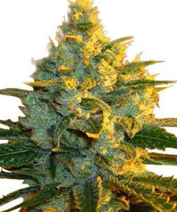 ILGM Super Lemon Haze Feminized