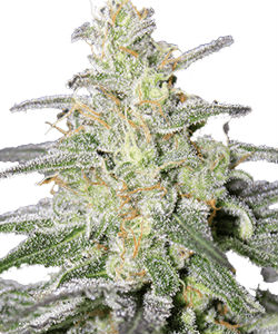 ILGM Super Silver Haze Feminized