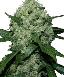 ILGM Super Skunk Feminized Autoflower