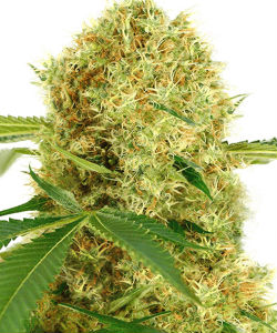 ILGM White Widow Feminized