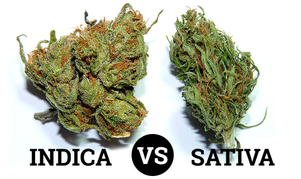 Sativa Indica Buds 