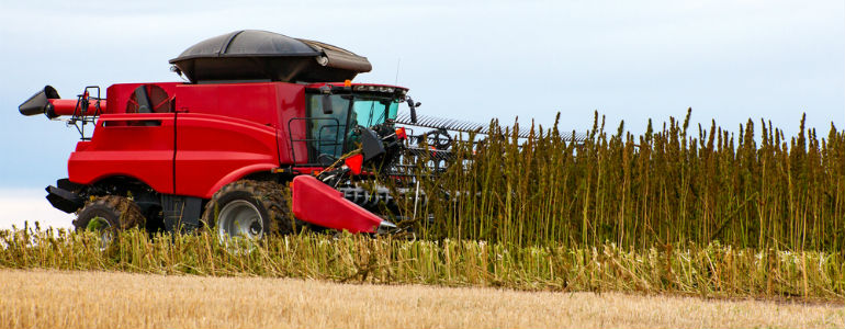 Industrial Hemp Field