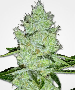 Jack Herer Feminized Marijuana Seeds