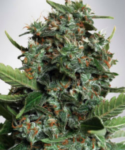 Ministry of Cannabis Autopilot XXL Autoflower Feminized Seeds