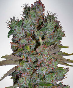 Ministry of Cannabis Blueberry Domina Autoflower Feminized Seeds