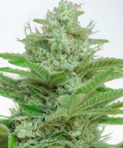 Ministry of Cannabis CBD Star Autoflower Feminized Seeds