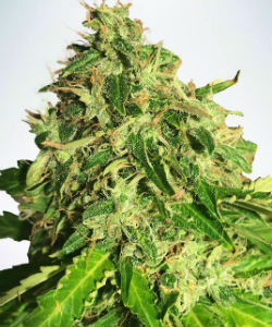 Ministry of Cannabis - Cannabis Light Autoflower Feminized Seeds