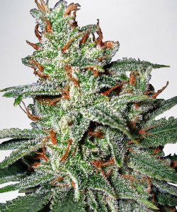 Ministry of Cannabis Carnival Feminized Seeds