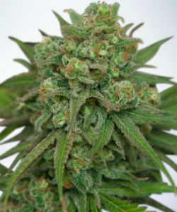 Ministry of Cannabis Instakush Feminized Seeds