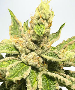 Ministry of Cannabis Mamacita's Cookies Feminized Seeds