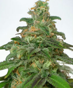 Ministry of Cannabis Mandarin Haze Autoflower Feminized Seeds