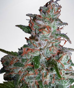 Ministry of Cannabis Northern Lights Feminized Seeds