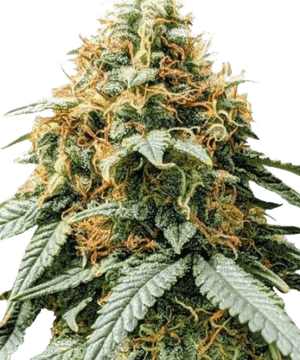 MSNL Acapulco Gold Seeds