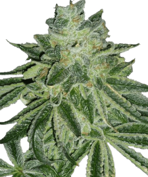 MSNL Blue Dream Feminized Seeds