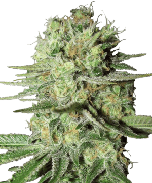 MSNL Durban Poison Seeds