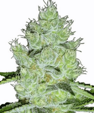 MSNL Jack Herer Seeds