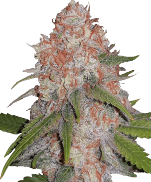 MSNL Runtz Feminized Seeds